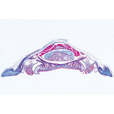 Molluschi (Mollusca), 1003874 [W13007S], Micropreparati LIEDER