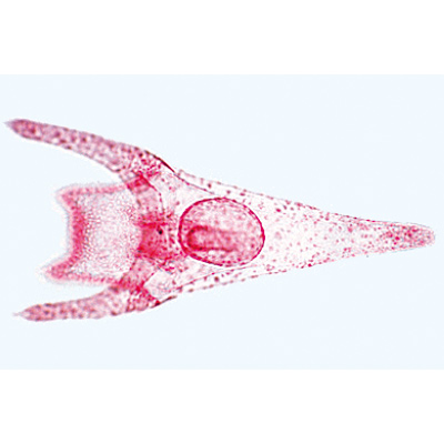 Echinodermi, briozoi, brachiopodi (Echinodermata, Bryozoa, Brachiopoda), 1003875 [W13008], Micropreparati LIEDER