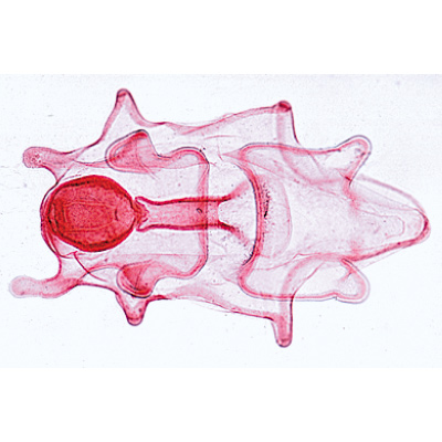 Echinodermi, briozoi, brachiopodi (Echinodermata, Bryozoa, Brachiopoda), 1003876 [W13008F], Micropreparati LIEDER