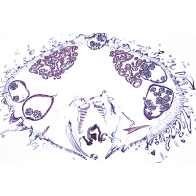 Echinodermi, briozoi, brachiopodi (Echinodermata, Bryozoa, Brachiopoda), 1003878 [W13008S], Micropreparati LIEDER