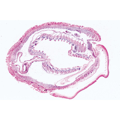 Acrani (Cephalochordata), 1003880 [W13009F], Micropreparati LIEDER