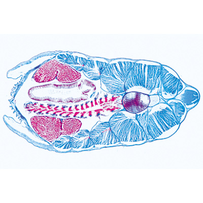 Acrani (Cephalochordata), 1003881 [W13009P], Micropreparati LIEDER
