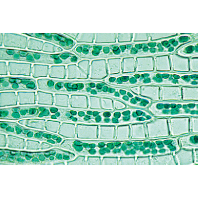 Briofiti (Bryophyta), 1003898 [W13014P], Micropreparati LIEDER