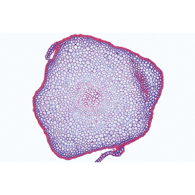 Briofiti (Bryophyta), 1003898 [W13014P], Micropreparati LIEDER