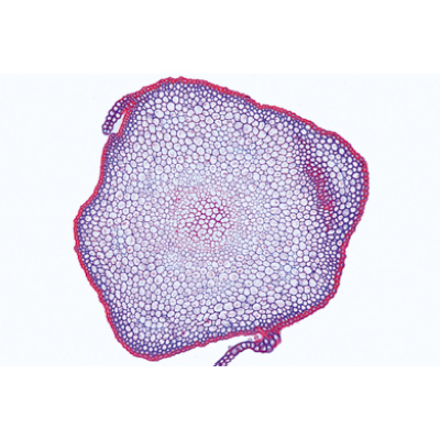 Briofiti (Bryophyta), 1003899 [W13014S], Micropreparati LIEDER