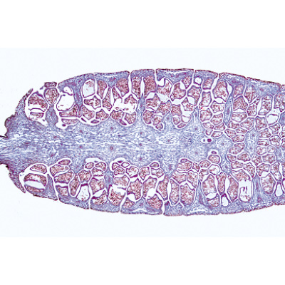 Pteridofite (Pteridophyta) - Tedesco, 1003900 [W13015], Micropreparati LIEDER