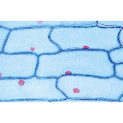 Fanerogame II. Cellule e tessuti - Tedesco, 1003908 [W13017], Micropreparati LIEDER