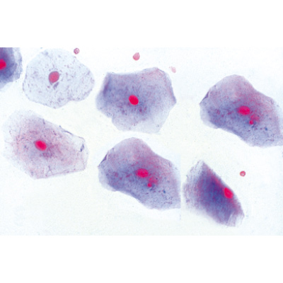 La cellula animale - Tedesco, 1003932 [W13023], Tedesco