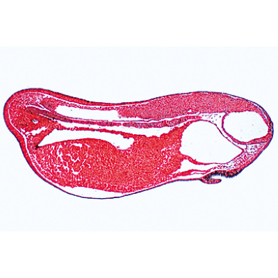 Evoluzione dell'embrione di rana (Rana) - Tedesco, 1003948 [W13027], Micropreparati LIEDER