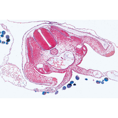 Sviluppo dell'embrione di gallina (Gallus) - Tedesco, 1003952 [W13028], Micropreparati LIEDER