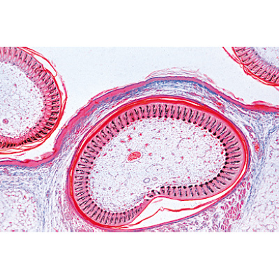 Sviluppo dell'embrione di gallina (Gallus) - Tedesco, 1003952 [W13028], Micropreparati LIEDER