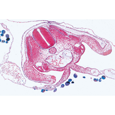 Sviluppo dell'embrione di gallina (Gallus) - Francese, 1003953 [W13028F], Francese