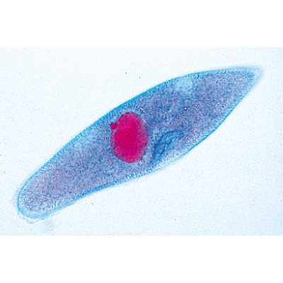 Organismi unicellulari (protozoi), 1003960 [W13030], Micropreparati LIEDER