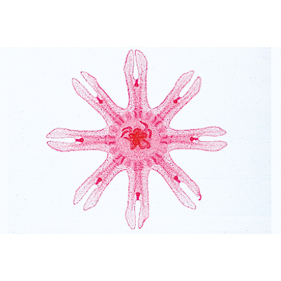 Spugne e celenterati (Coelenterata, Porifera), 1003961 [W13031], Micropreparati LIEDER