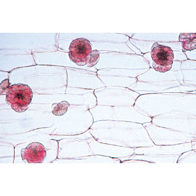 Fanerogame II. Cellule e tessuti - Inglese, 1003975 [W13046], PON Agrarie - Laboratorio di Biologia e Scienze Ambientali per scuole Agrarie