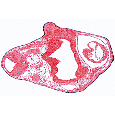 Evoluzione dell'embrione di rana (Rana) - Inglese, 1003985 [W13056], Inglese