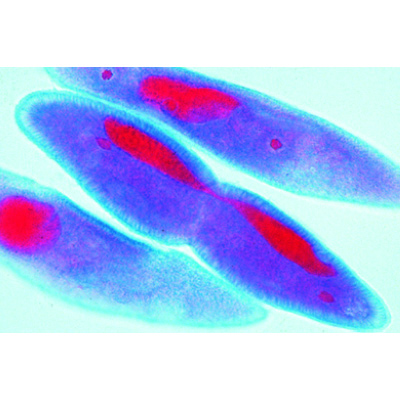Mitosi e meiosi serie II, 5 preparati selezionati, con testo accompagnatorio completo, 1013472 [W13080], Cellula vegetale