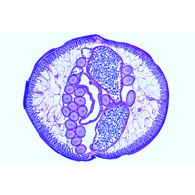 Ovulazione e fecondazione nel verme dei cavalli (Ascaris megalocephala), 10 preparati, con testo accompagnatorio completo (tedesco), 1013478 [W13084], parassitologia