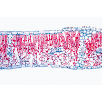Serie I. Cellula, tessuti ed organi, 1004053 [W13300S], Spagnolo
