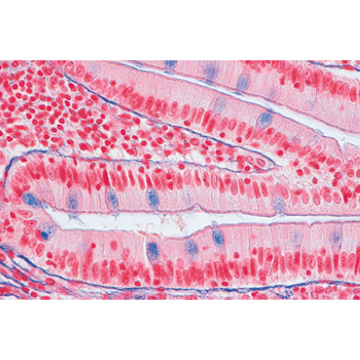 Serie I. Cellula, tessuti ed organi, 1004225 [W13400], Inglese