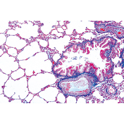 Serie I. Cellula, tessuti ed organi, 1004225 [W13400], Inglese
