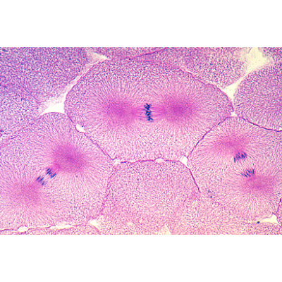Mitosi e Meiosi set II - English, 1013474 [W13457], Cellula vegetale