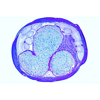 Ovulazione e fecondazione nel verme dei cavalli (Ascaris megalocephala - Inglese, 1013479 [W13458], Divisione cellulare