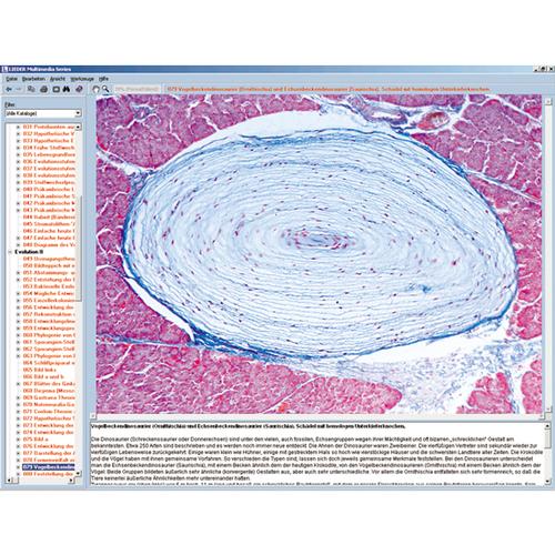 Gli organi sensoriali come finestra sul mondo, 1004276 [W13507], Software di Biologia