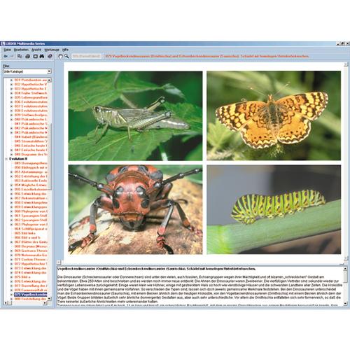 Il mondo degli insetti, CD-ROM, 1004291 [W13522], Software di Biologia