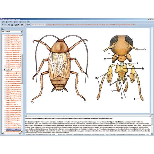 Il mondo degli insetti, CD-ROM, 1004291 [W13522], Software di Biologia