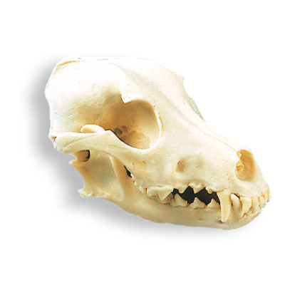 Cranio di cane (Canis lupus familiaris), replica, 1005104 [W19010], Carnivori