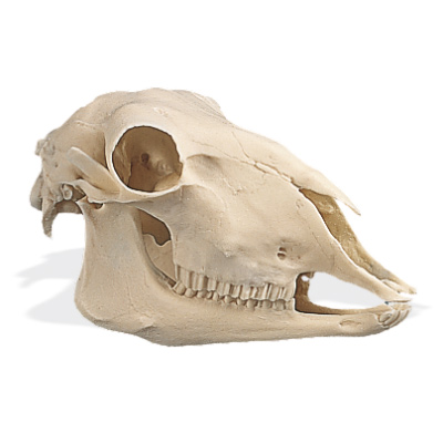 Cranio di pecora (Ovis aries), replica, 1005105 [W19011], Artiodàttili (Artiodactyla)
