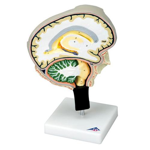 Sezione del cervello, 1005113 [W19026], Modelli di Cervello