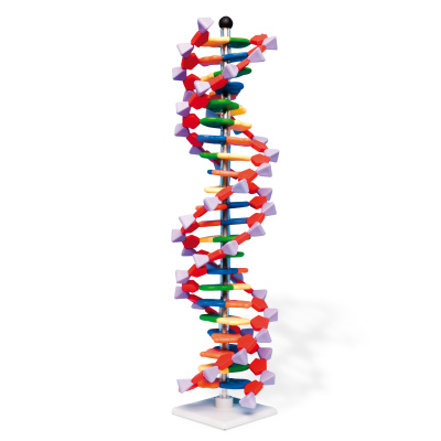 Modello di DNA a doppia elica, 22 segmenti, kit di montaggio miniDNA®, 1005297 [W19762], PON Biologia e Chimica - Laboratorio