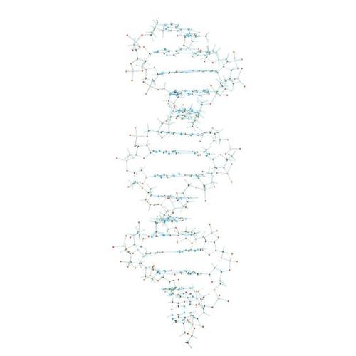 Set DANN, 1005301 [W19800], Modello di DNA