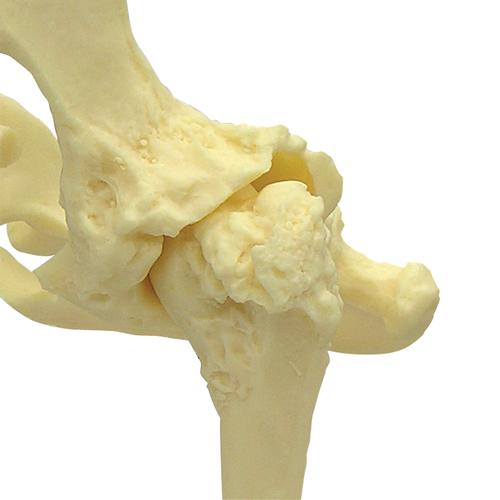 Modello di pelvi canine (anca), 1019578 [W33356], osteologia
