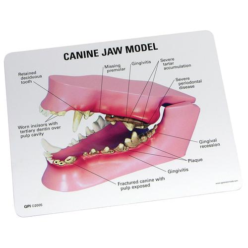 Modello di Mascella Canina, 1019591 [W33360], Malattie zoologiche