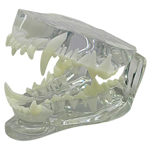 Modello trasparente di mascella canina, 1019592 [W33361], Stomatologia