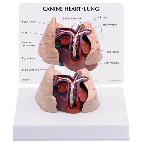 Modello di cuore e polmoni canini, 1019586 [W33376], Malattie zoologiche