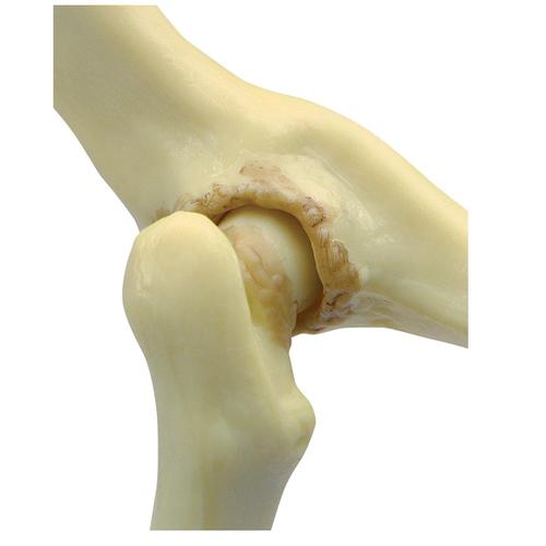 Modello di anca di un felino, 1019587 [W33377], osteologia
