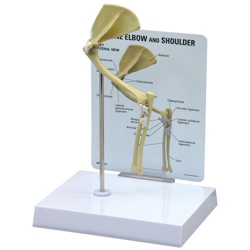 Modello di gomito/spalla di un felino, 1019588 [W33378], osteologia