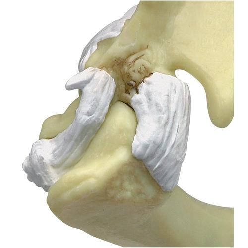 Modello di gomito/spalla di un felino, 1019588 [W33378], osteologia