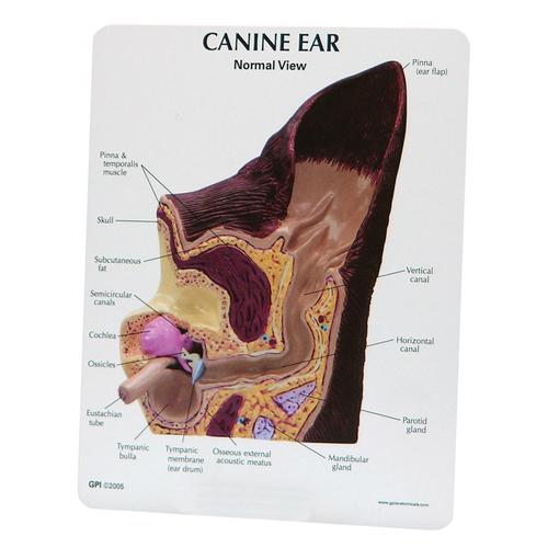 Modello di orecchio canino, normale e infetto, 1019593 [W47850], parassitologia