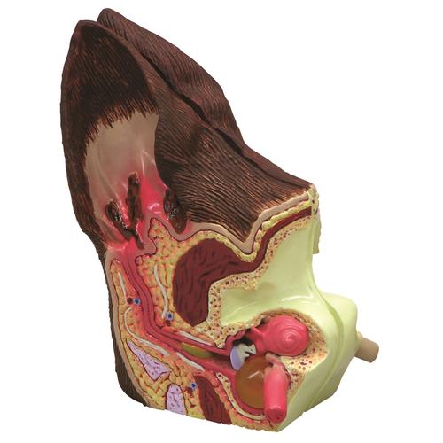 Modello di orecchio canino, normale e infetto, 1019593 [W47850], parassitologia