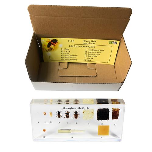 La vita dell’ape da miele (Apis cerana), 1005971 [W59558], Campioni inclusi