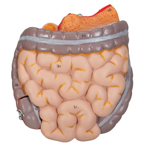 Ricambio pacchetto intestino, 2 pz., 1020686 [XB035], Ricambi