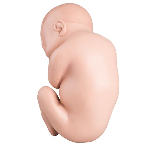 Ricambio feto per L20, 1020700 [XL001], Ricambi