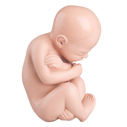 Ricambio feto per L20, 1020700 [XL001], Ricambi