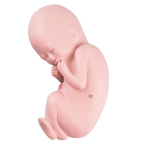Ricambio feto per L10/5, 1018634 [XL003], Ricambi