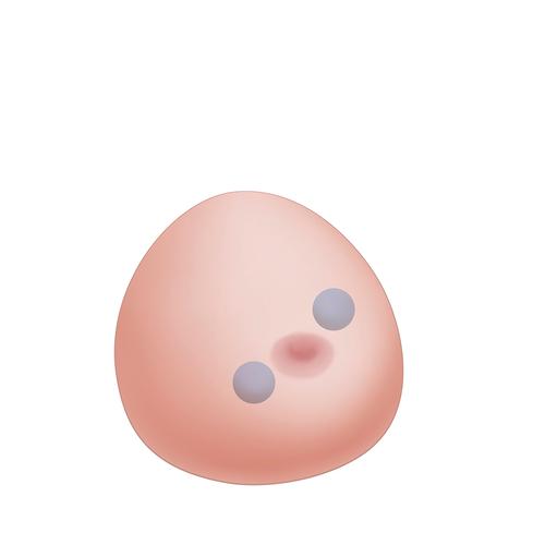 Modello di mammella per ultrasuoni con cisti SONOtrain – Mammella di ricambio, 1019649 [XP124], Consumables